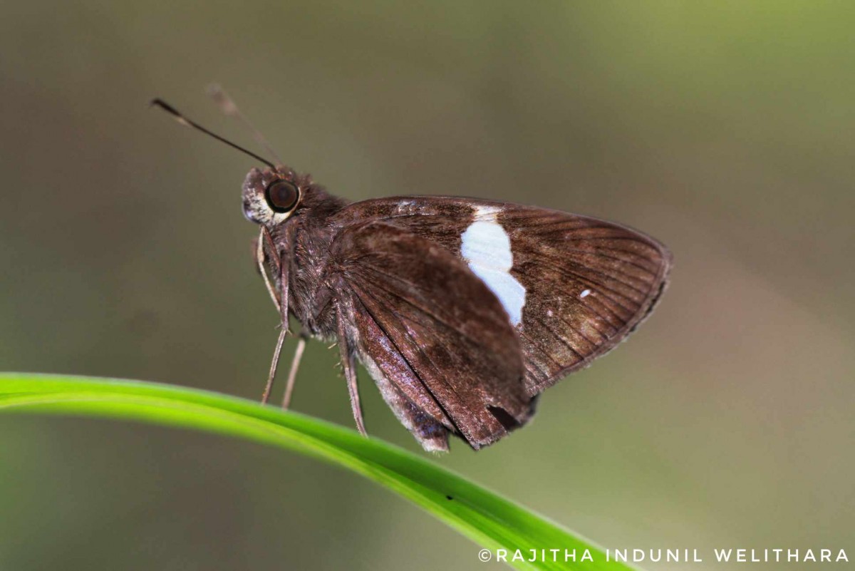 Notocrypta paralysos Wood-Mason & de Nicéville, 1881